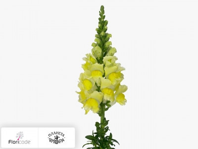 Антирринум большой Costa Summer Yellow