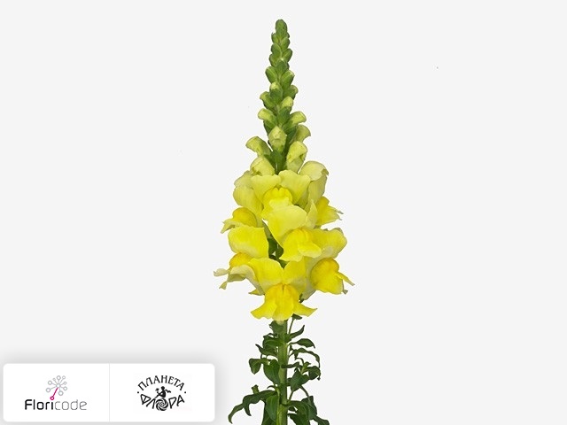 Антирринум большой Legend Yellow
