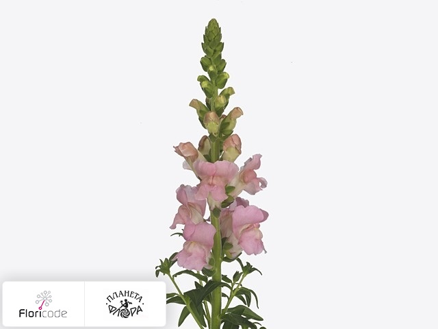 Антирринум большой Maryland Pink