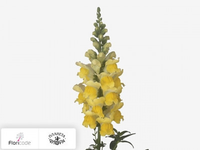 Антирринум большой Overture Yellow