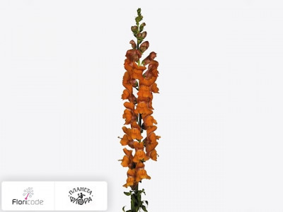 Антирринум большой Potomac Dark Orange