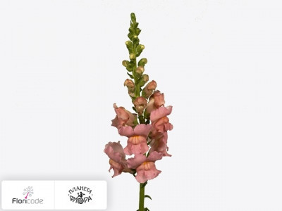 Антирринум большой Potomac Early Pink