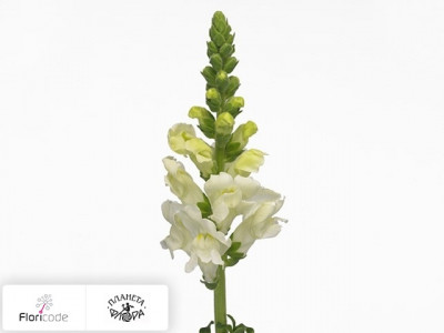 Антирринум большой Potomac Ivory White