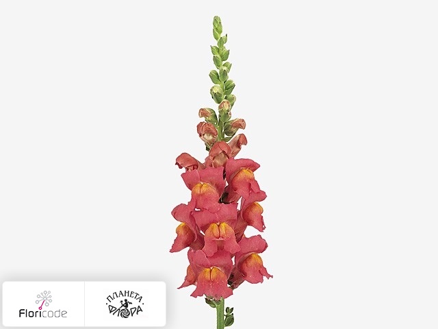 Антирринум большой Potomac Rose