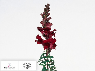 Антирринум большой Rocket Red