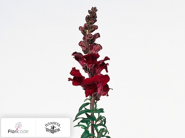 Антирринум большой Rocket Red
