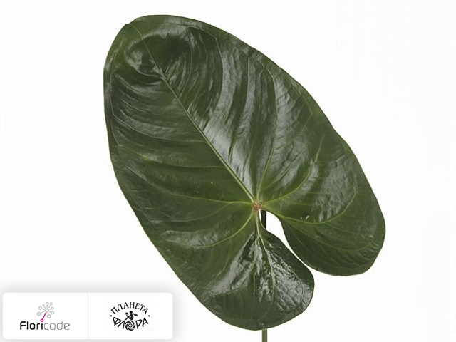 Антуриум Андрэ Avo Danielle (blad)