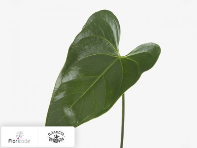Антуриум Андрэ Cerilla (blad)