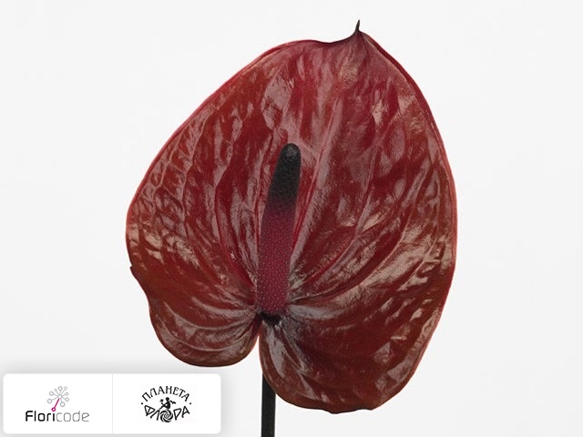 Антуриум Андрэ Chocolate Beauty
