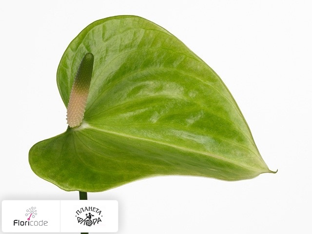 Антуриум Андрэ Green Winner