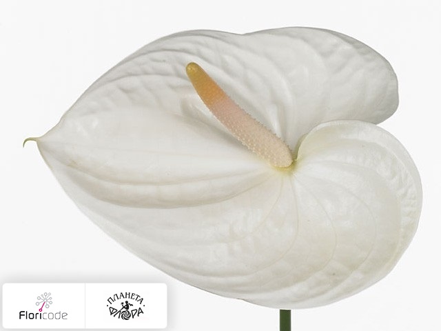 Антуриум Андрэ Ivory