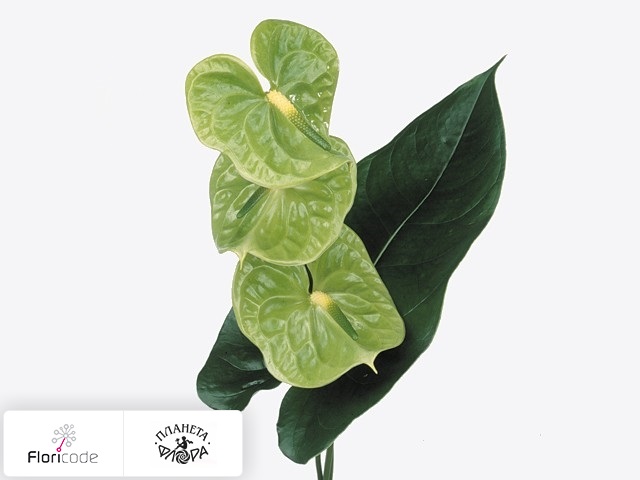 Антуриум Андрэ Midori boeket