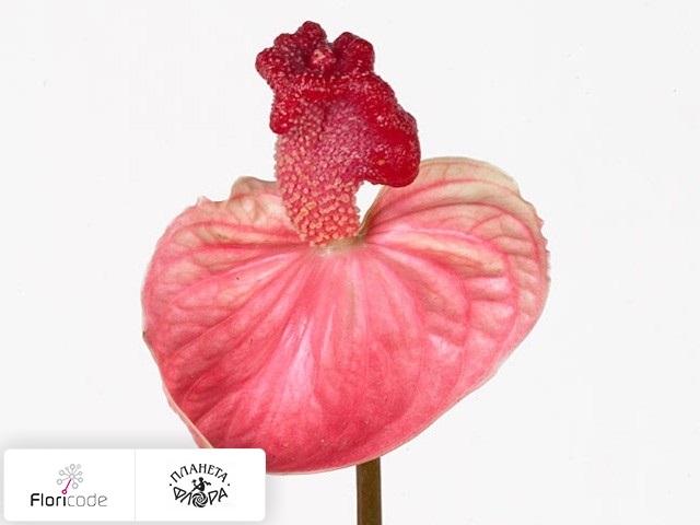Антуриум Андрэ Pink Coral