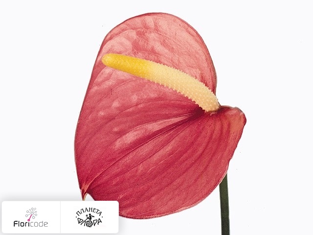 Антуриум Андрэ Pink Love Improved