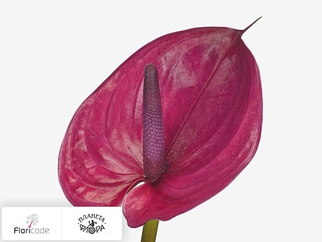 Антуриум Андрэ Real Purple