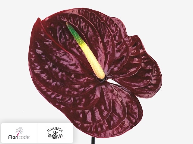 Антуриум Андрэ Tropic Night