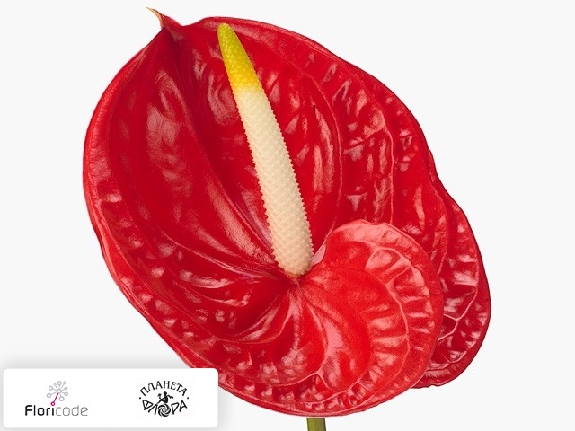 Антуриум Андрэ Tropical