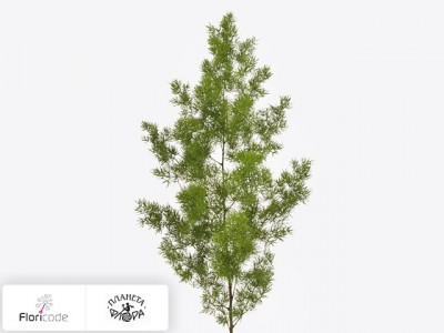 Аспарагус Umbellatus