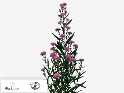 Астра новобельгийская Astee Karmijn Milka