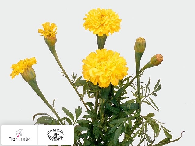 Бархатцы прямостоящие Nosento Yellow
