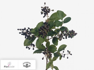 Бирючина круглолистная Winter Jewel