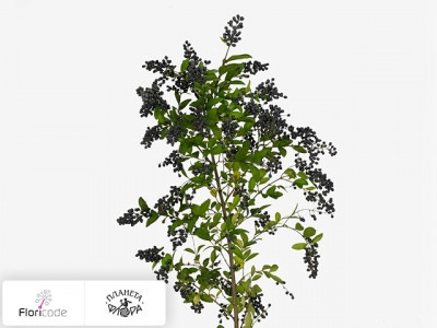 Бирючина Magical Black Pearl