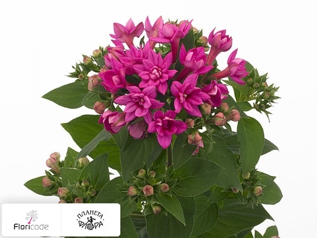 Бувардия Dubbelbloemig Diamond Lilac