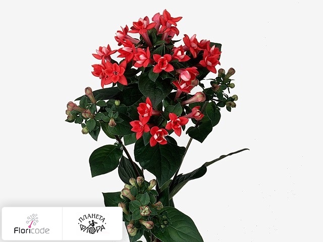 Бувардия Dubbelbloemig Diamond Red