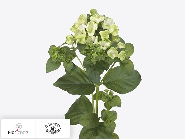Бувардия одноцветковая Crazy Green