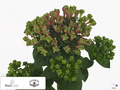 Бувардия одноцветковая Green Magic