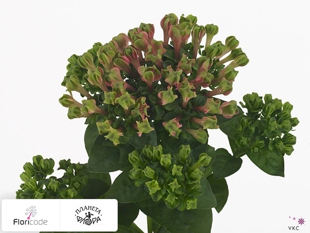 Бувардия одноцветковая Green Magic