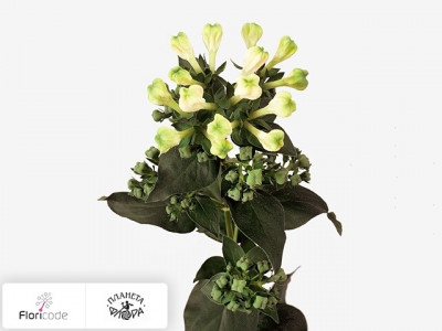 Бувардия одноцветковая Green Summer