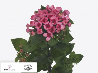 Бувардия одноцветковая Majestic Hot Pink