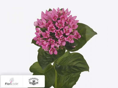 Бувардия одноцветковая Pink Charm