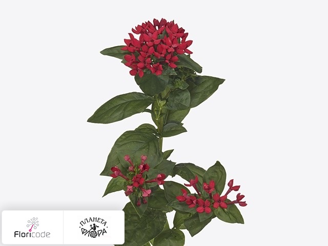 Бувардия одноцветковая Red Winter