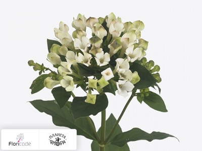 Бувардия одноцветковая Royal Cream