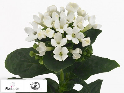 Бувардия одноцветковая Royal Daphne Bianco