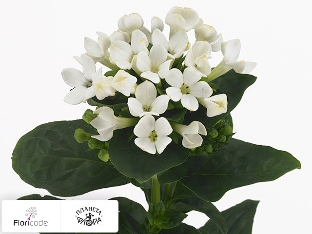 Бувардия одноцветковая Royal Daphne Bianco