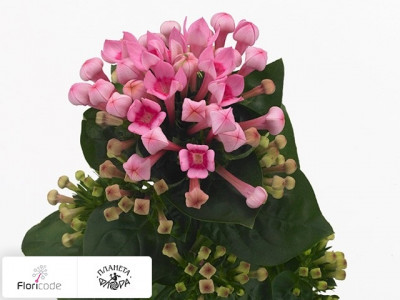 Бувардия одноцветковая Royal Daphne Fresco