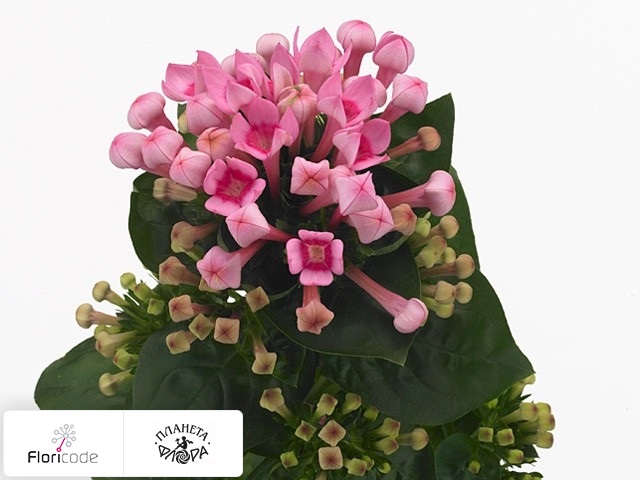 Бувардия одноцветковая Royal Daphne Fresco