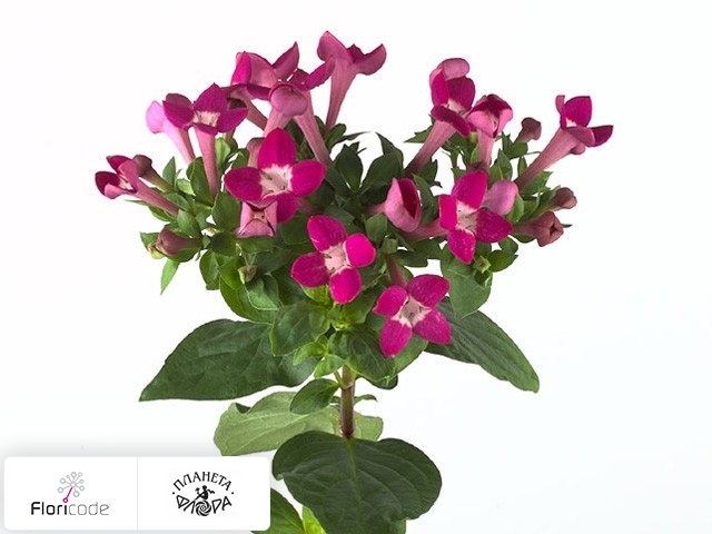 Бувардия одноцветковая Royal Daphne Purple
