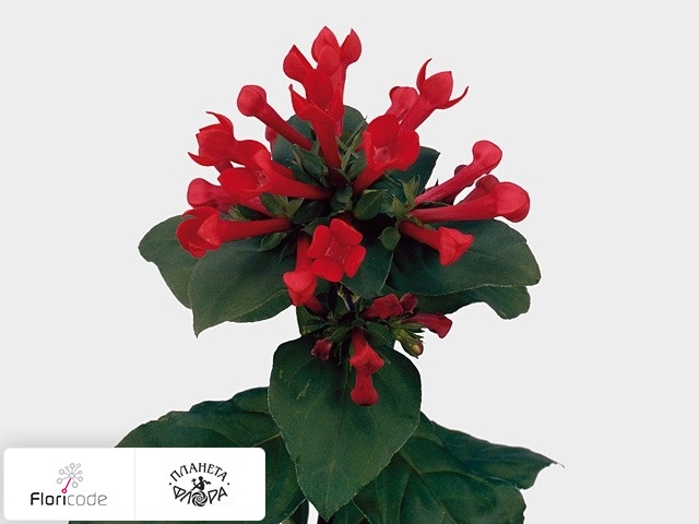 Бувардия одноцветковая Royal Daphne Red