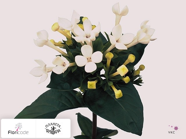 Бувардия одноцветковая Royal Daphne Supreme