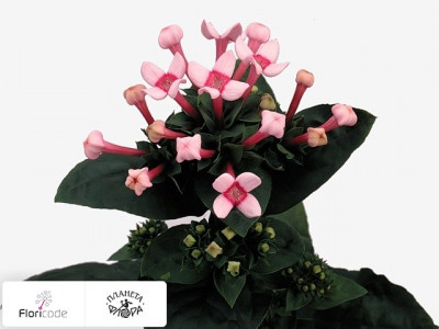 Бувардия одноцветковая Royal Daphne