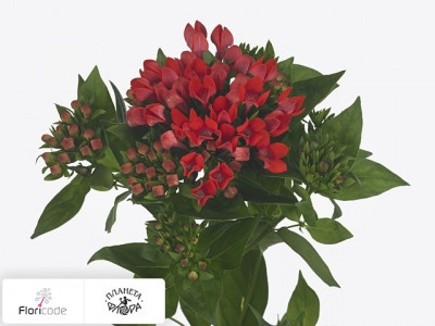 Бувардия одноцветковая Royal Fire Red