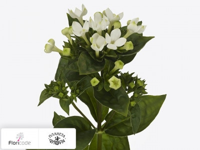 Бувардия одноцветковая Royal Pure White