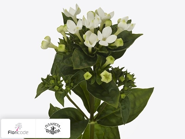 Бувардия одноцветковая Royal Pure White