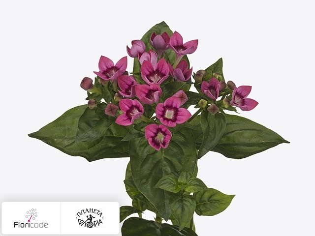 Бувардия одноцветковая Royal Purple