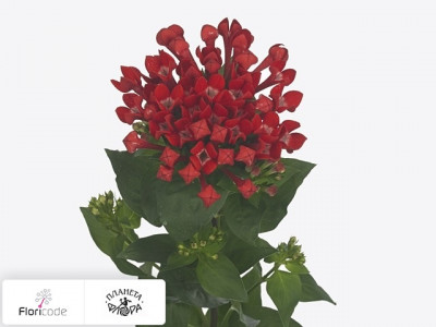 Бувардия одноцветковая Royal Ruby Red