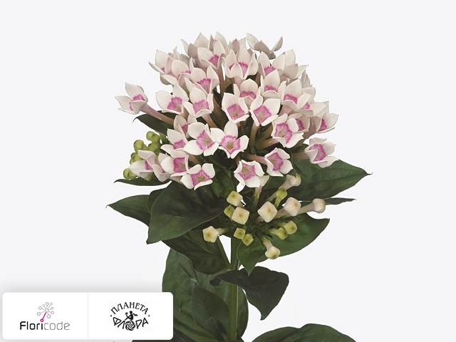 Бувардия одноцветковая Royal Two Tone Pink